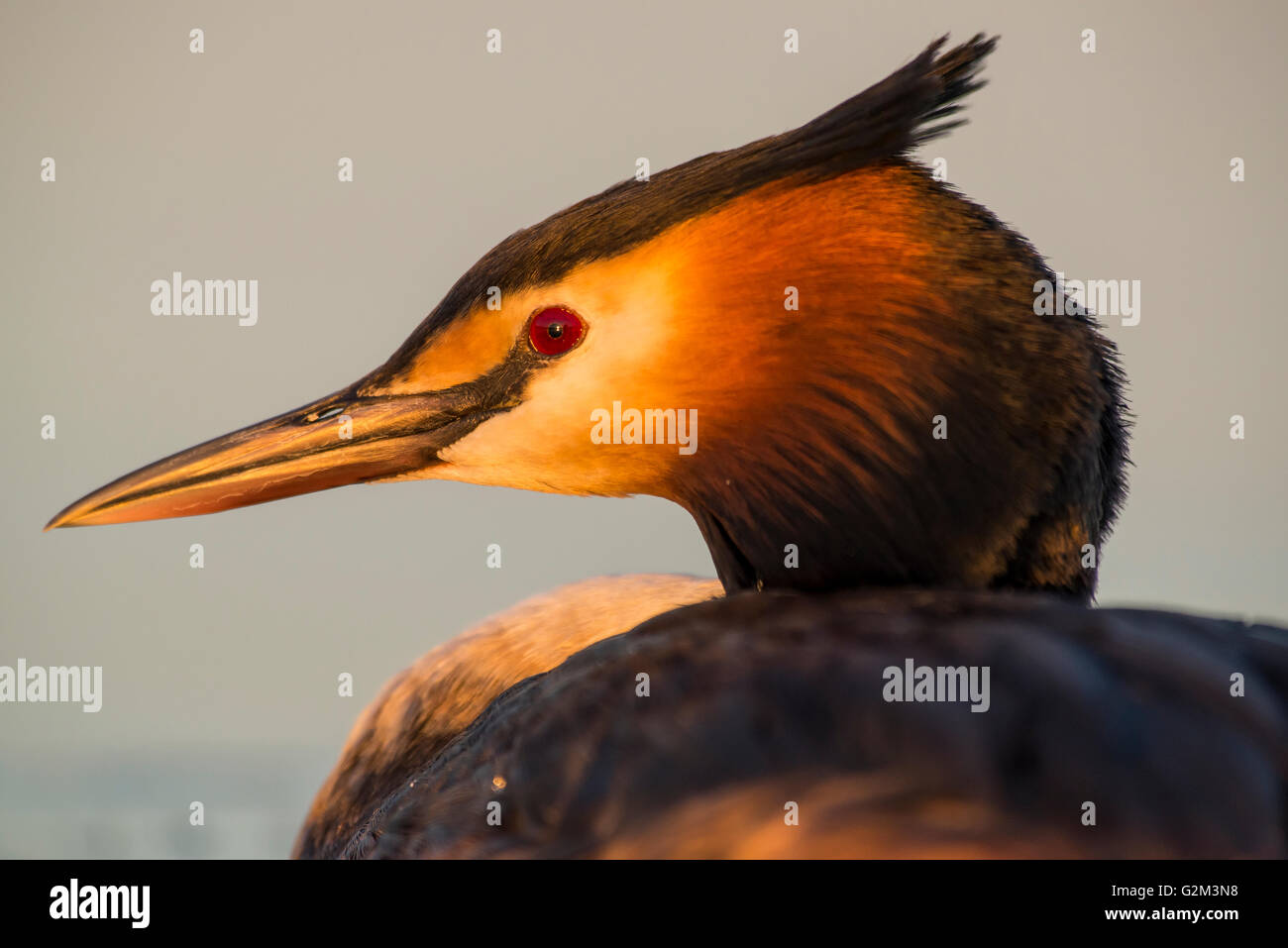 Great Crested Grebe Stock Photo