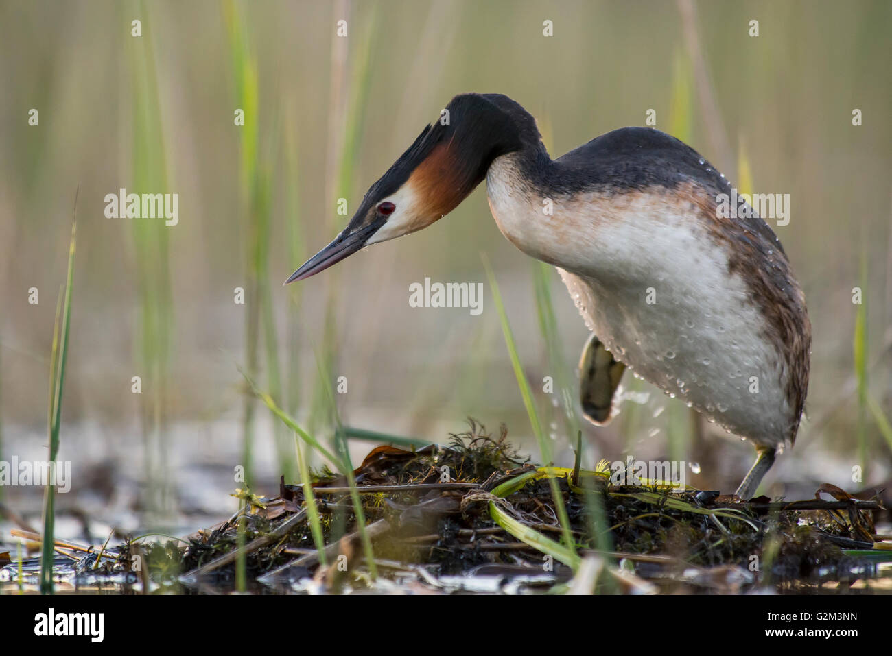 Great Crested Grebe on the nest Stock Photo