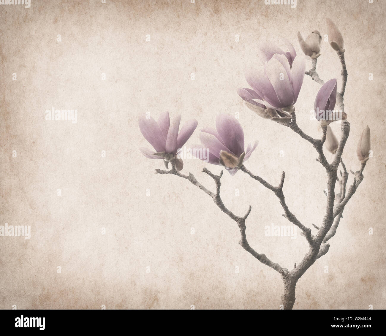 Pink magnolia flowers on old paper background Stock Photo - Alamy