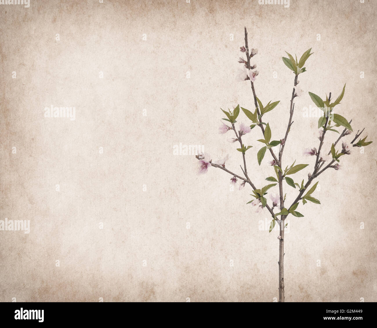 plum blossom on old antique vintage paper background Stock Photo