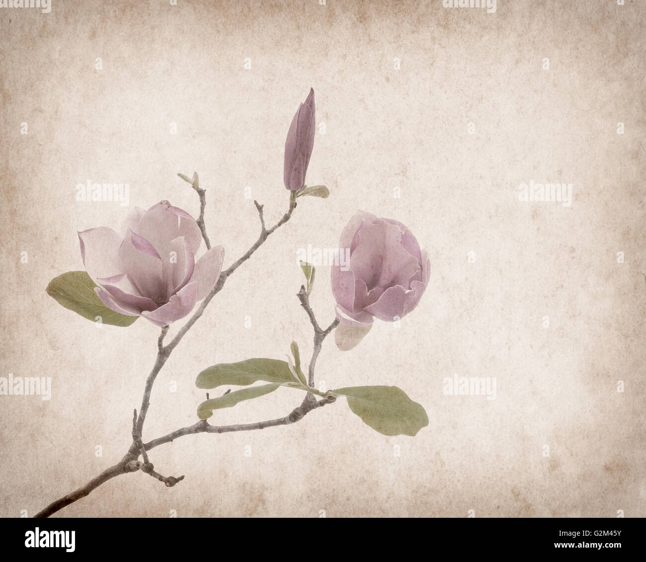 Pink magnolia flowers on old paper background Stock Photo - Alamy