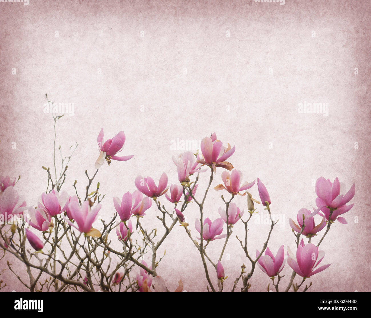 Pink magnolia flowers on old paper background Stock Photo - Alamy