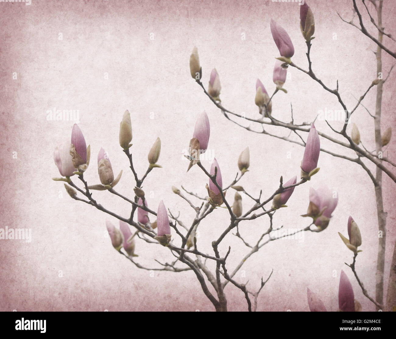 Pink magnolia flowers on old paper background Stock Photo - Alamy
