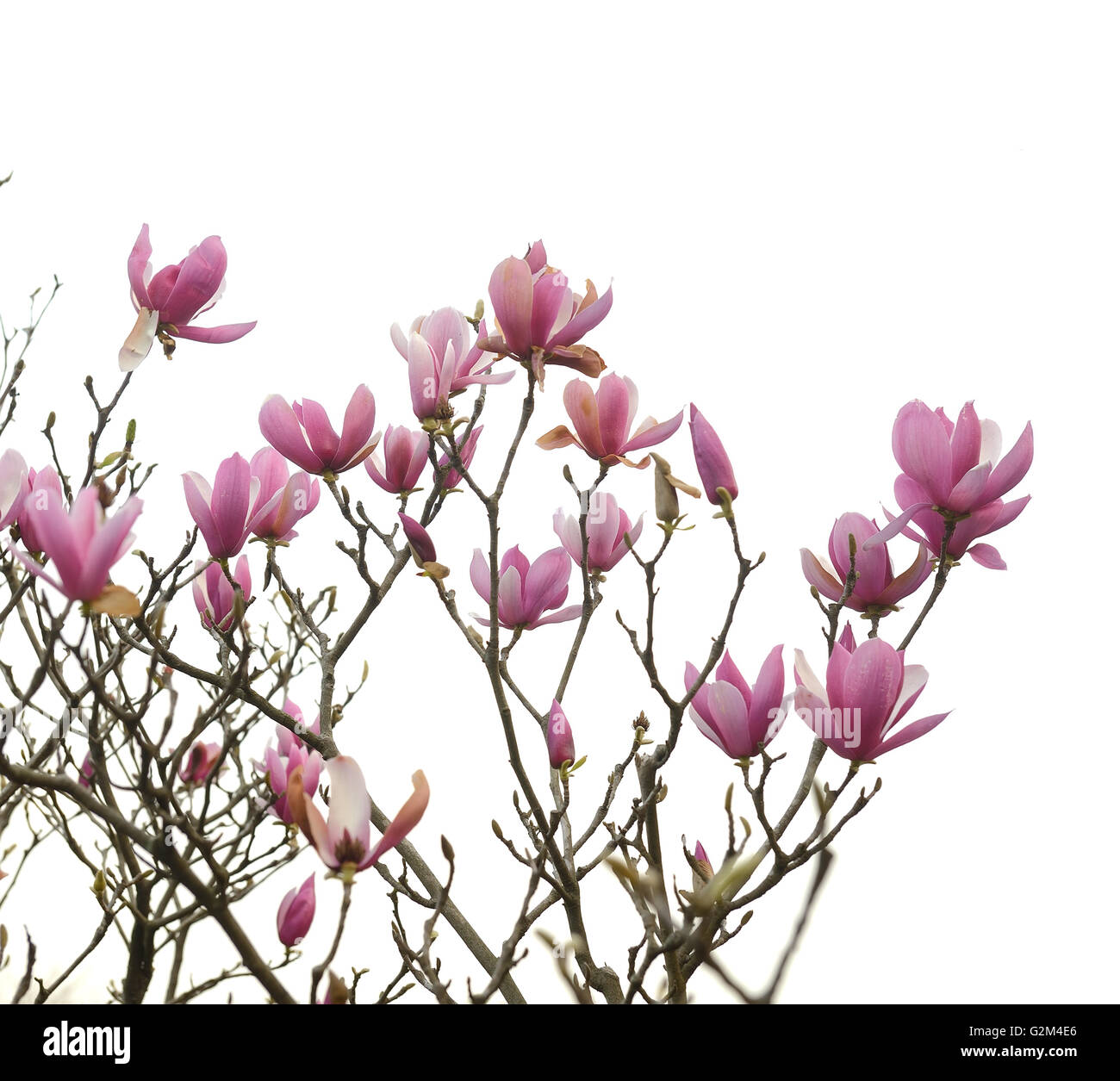 Pink magnolia flowers isolated on white background Stock Photo - Alamy