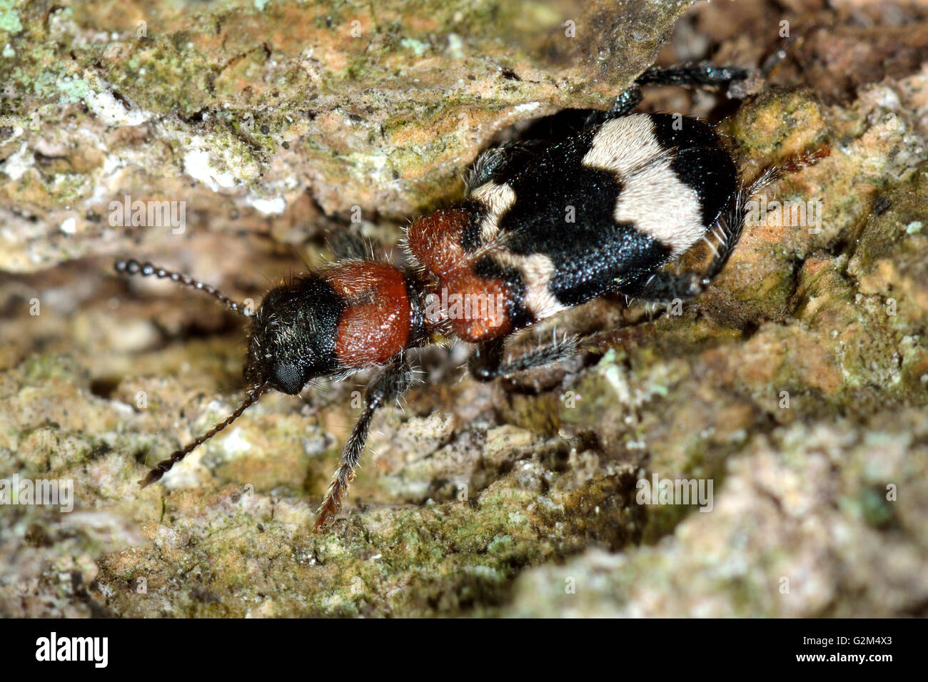 Ant beetle (Thanasimus formicarius) on bark. Black and white insect in the family Cleridae, hunting on tree in British woodland Stock Photo