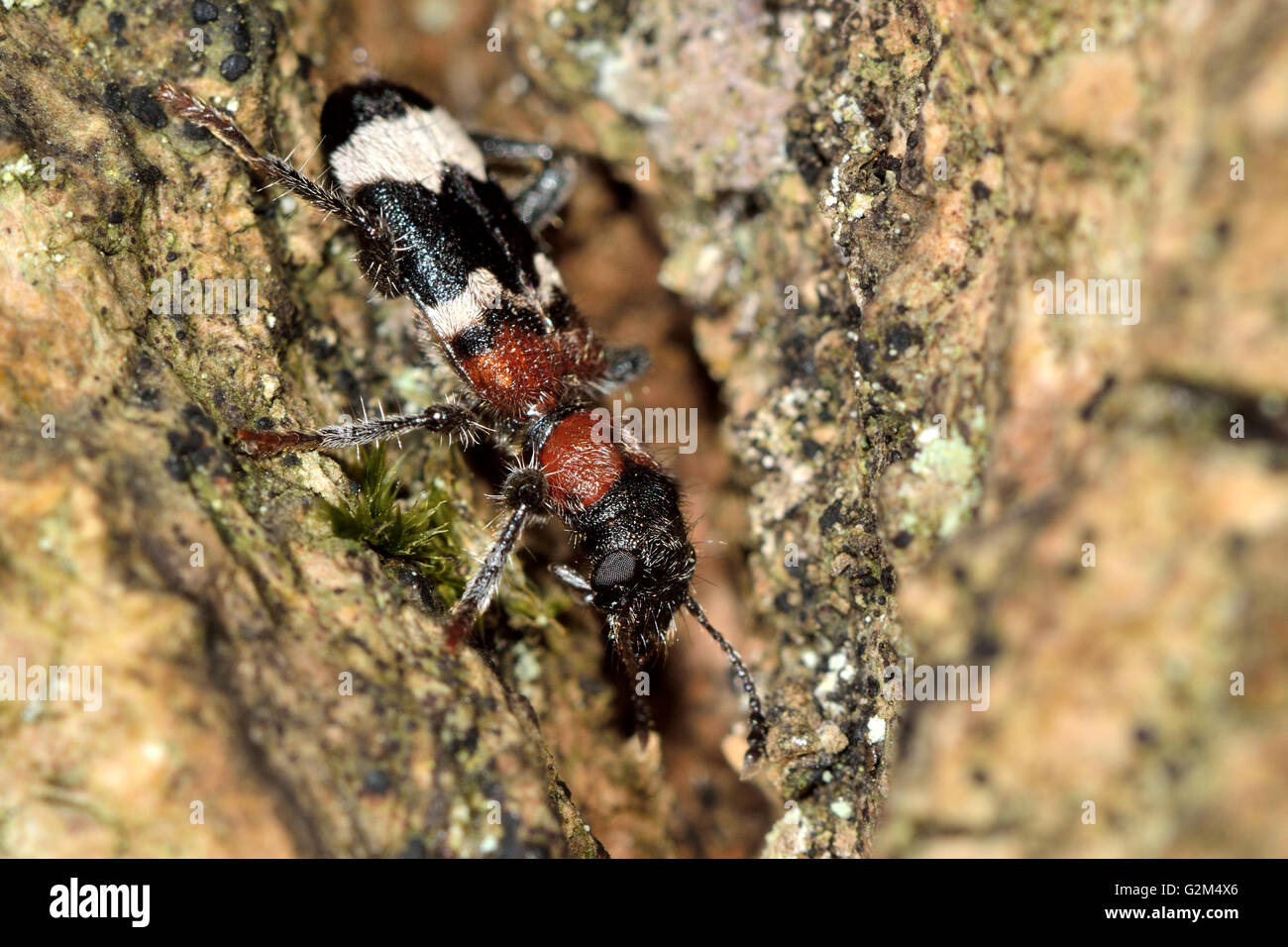 Ant beetle (Thanasimus formicarius). Black and white insect in the family Cleridae, hunting on tree in British woodland Stock Photo