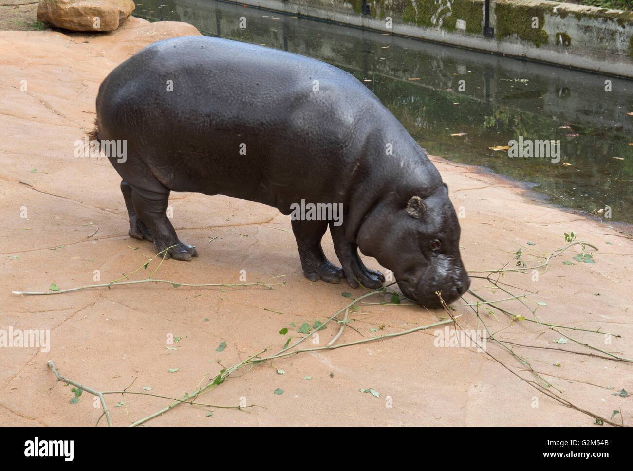 Baby black rhino at London Zoo Stock Photo