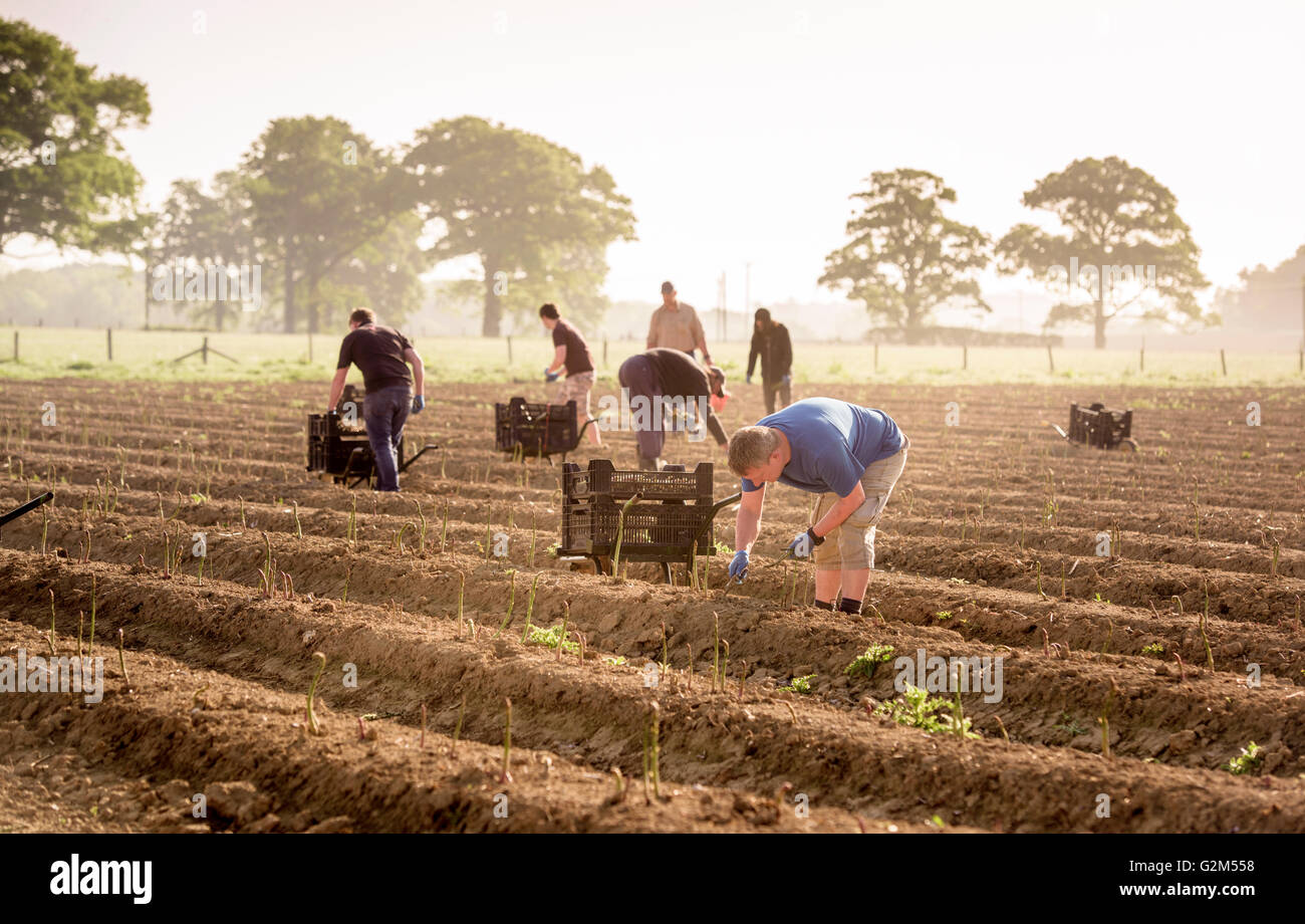 Asparagus being harvested at South Brockwells Farm, Little Horsted