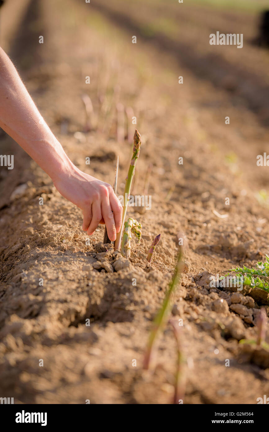 Asparagus being harvested at South Brockwells Farm, Little Horsted, near Uckfield, East Sussex
