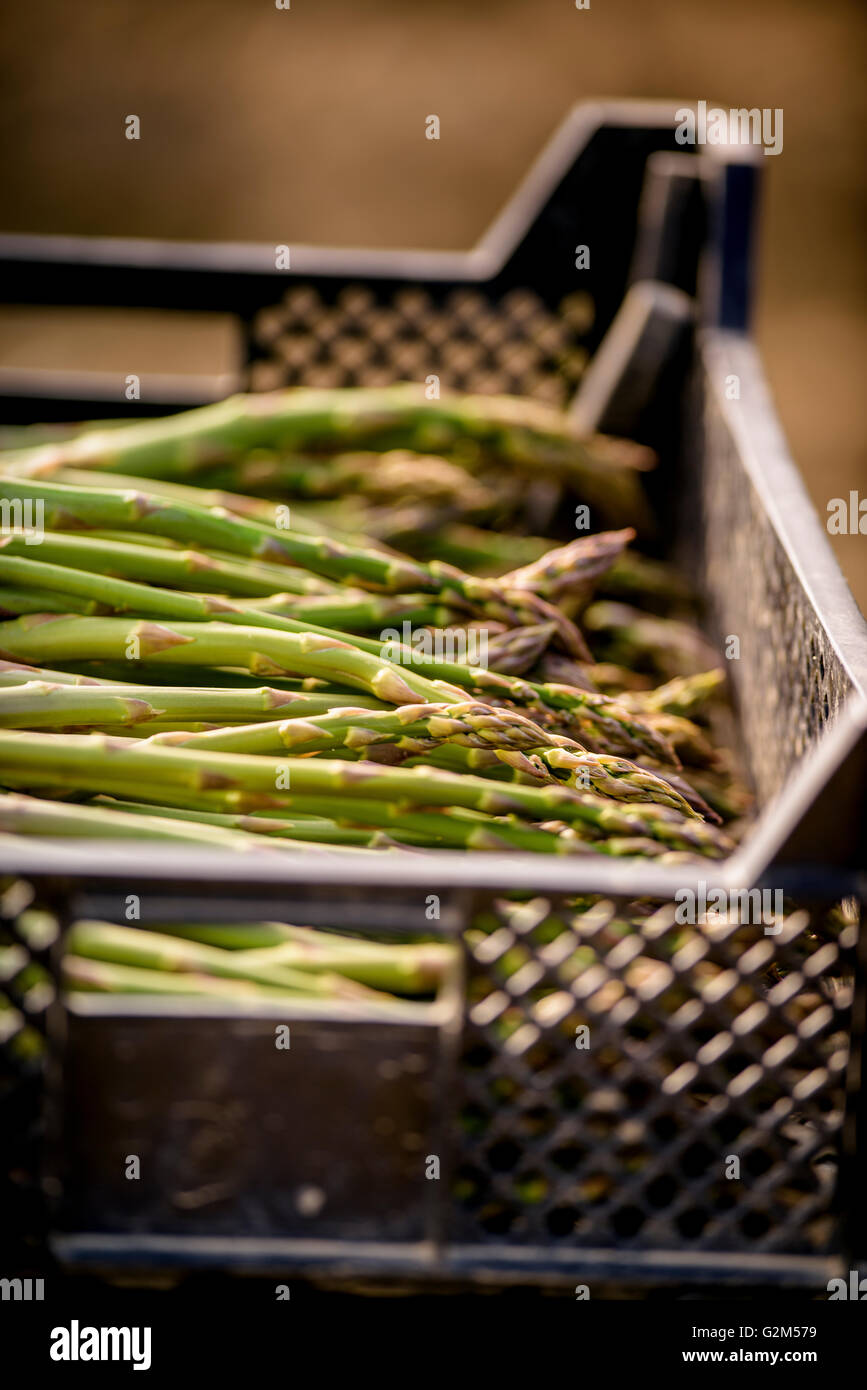 Freshlycut asparagus at South Brockwells Farm, Little Horsted, near