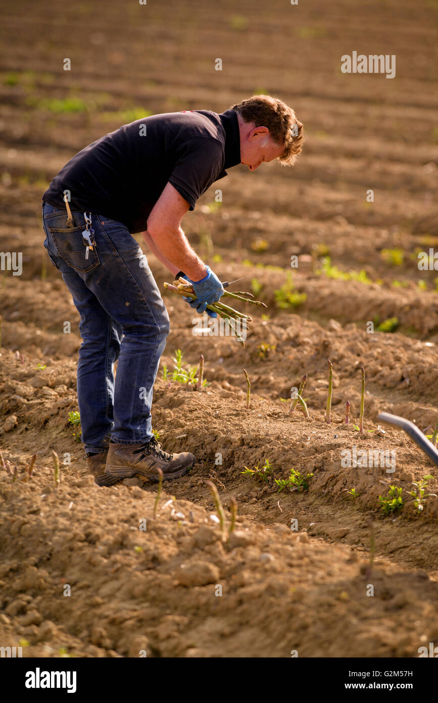 Freshlycut asparagus at South Brockwells Farm, Little Horsted, near Uckfield, East Sussex, UK