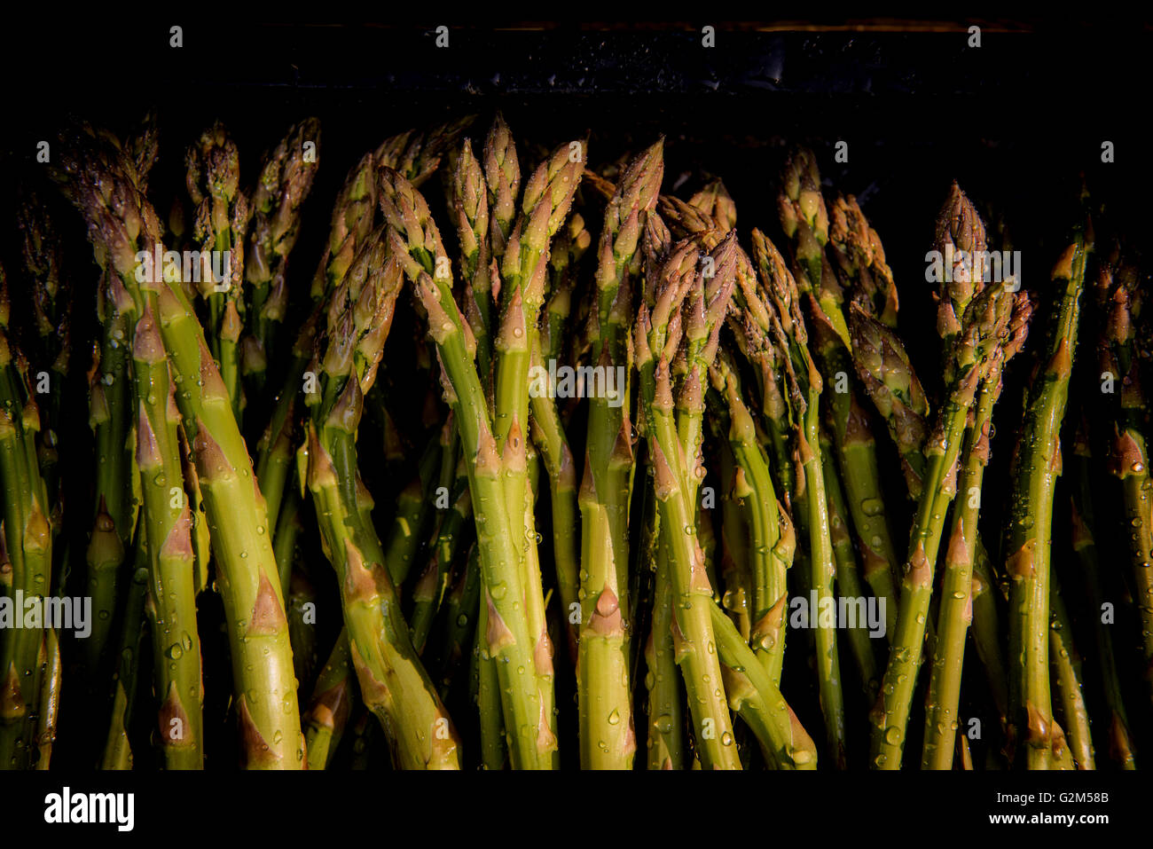 Freshlycut asparagus at South Brockwells Farm, Little Horsted, near Uckfield, East Sussex, UK