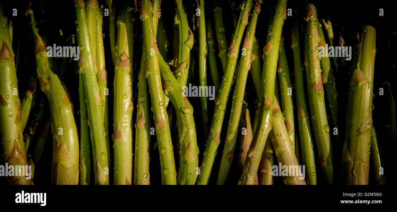Harvesting spears hires stock photography and images Alamy