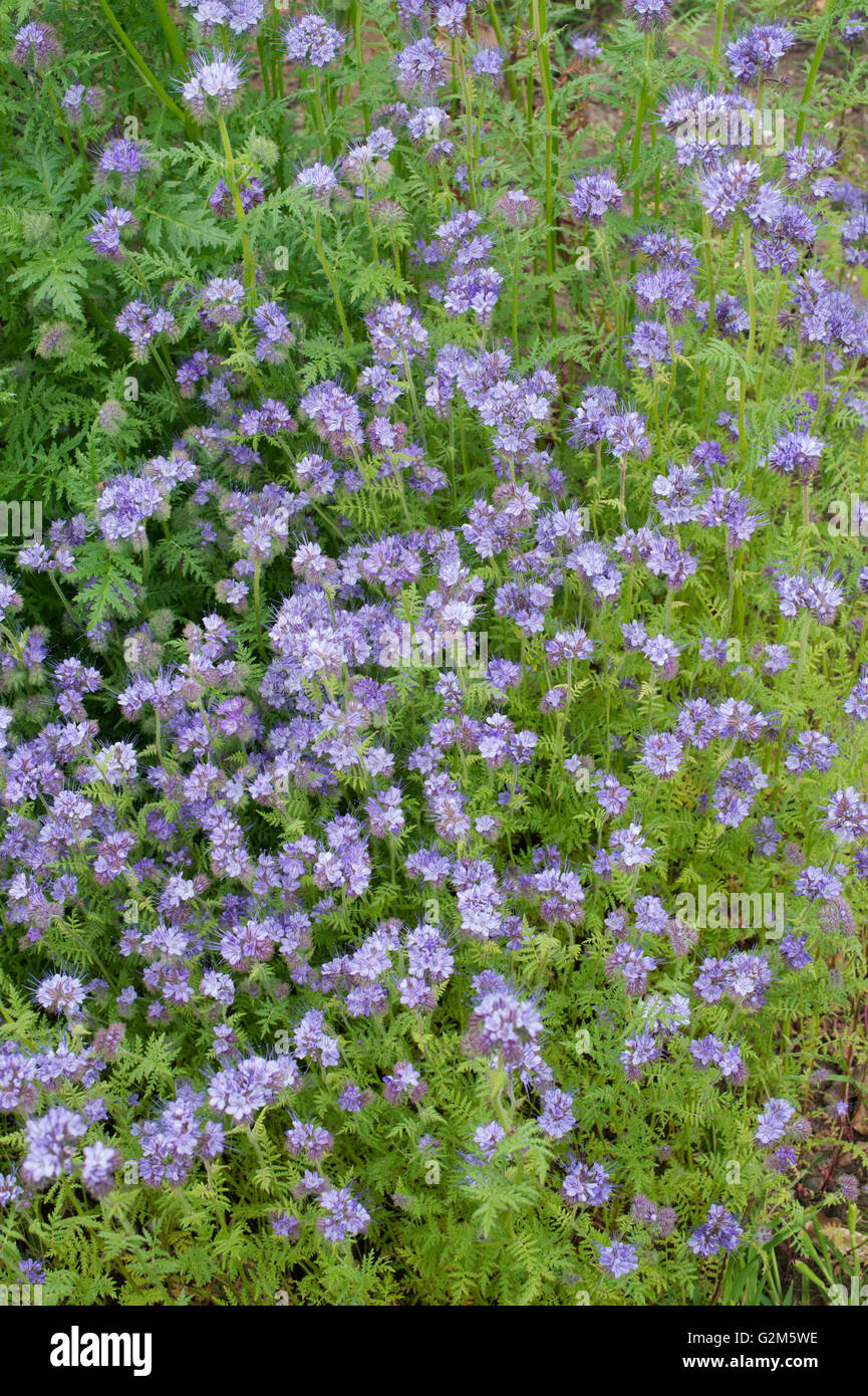 Phacelia Tanacetifolia. Fiddleneck Stock Photo - Alamy