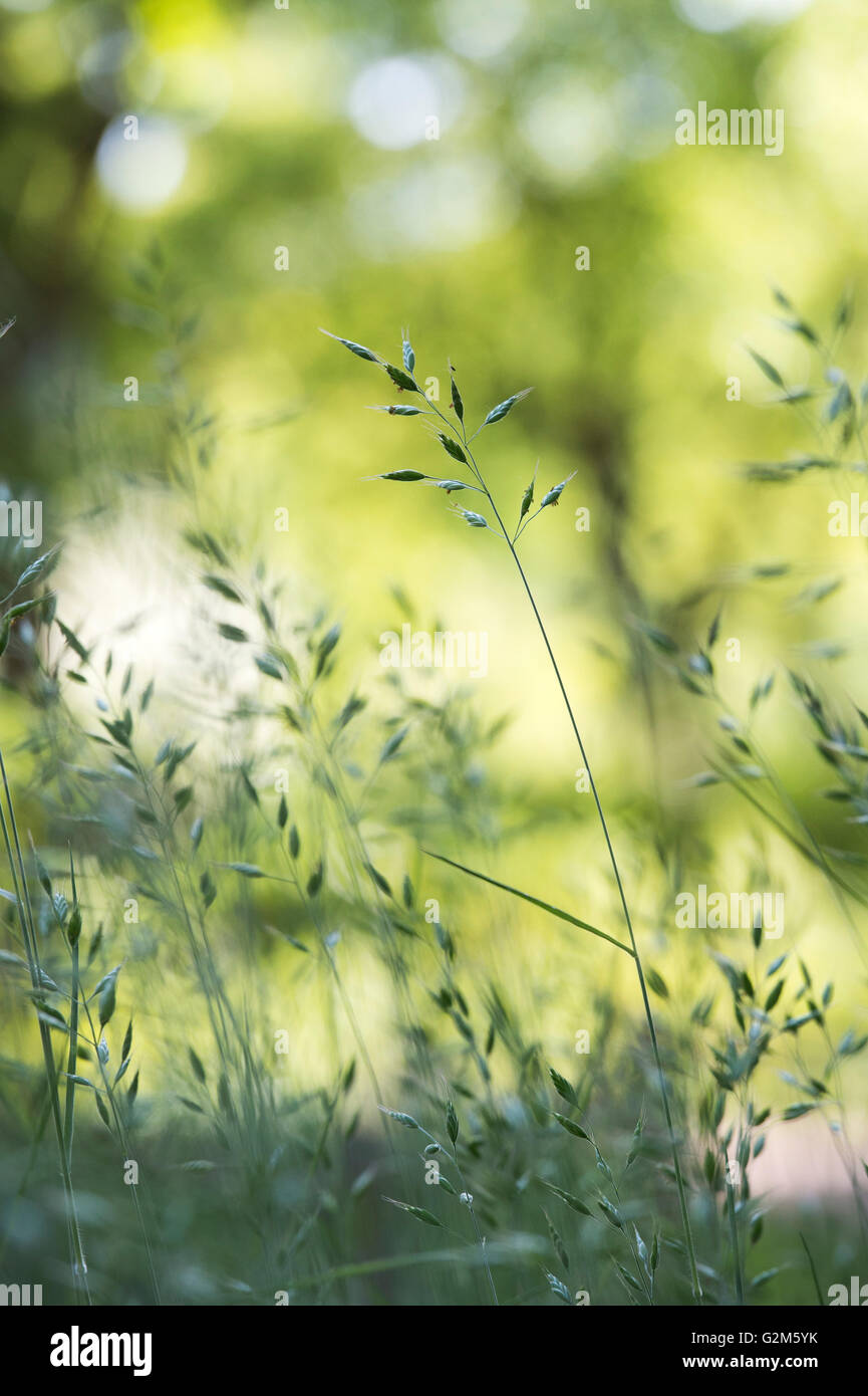 Bromus hordeaceus. Soft brome grass against a light background Stock Photo