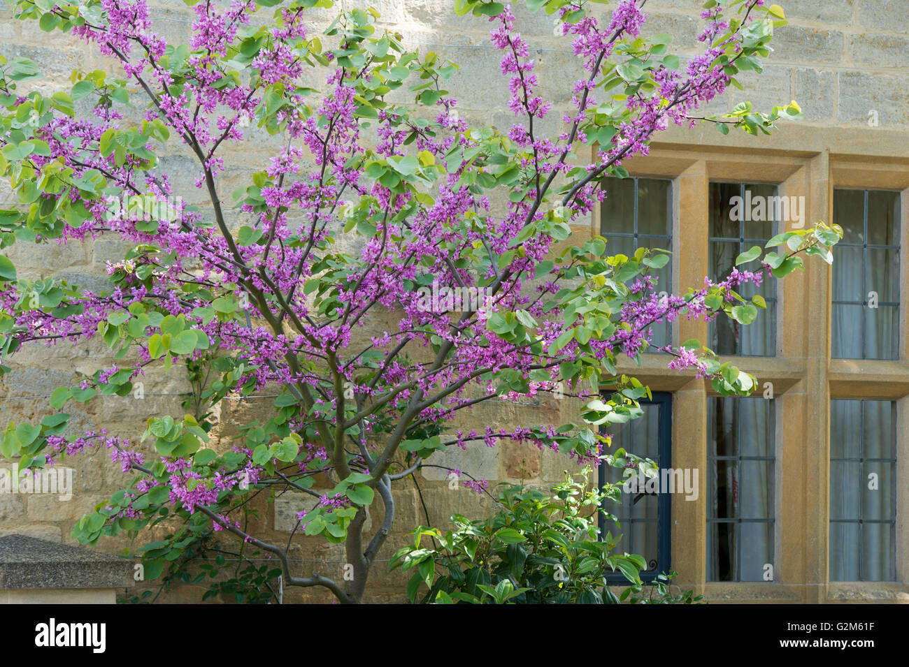 Cercis siliquastrum. Judas tree in front of a cotswold cottage flowering in spring. Cotswolds, England Stock Photo