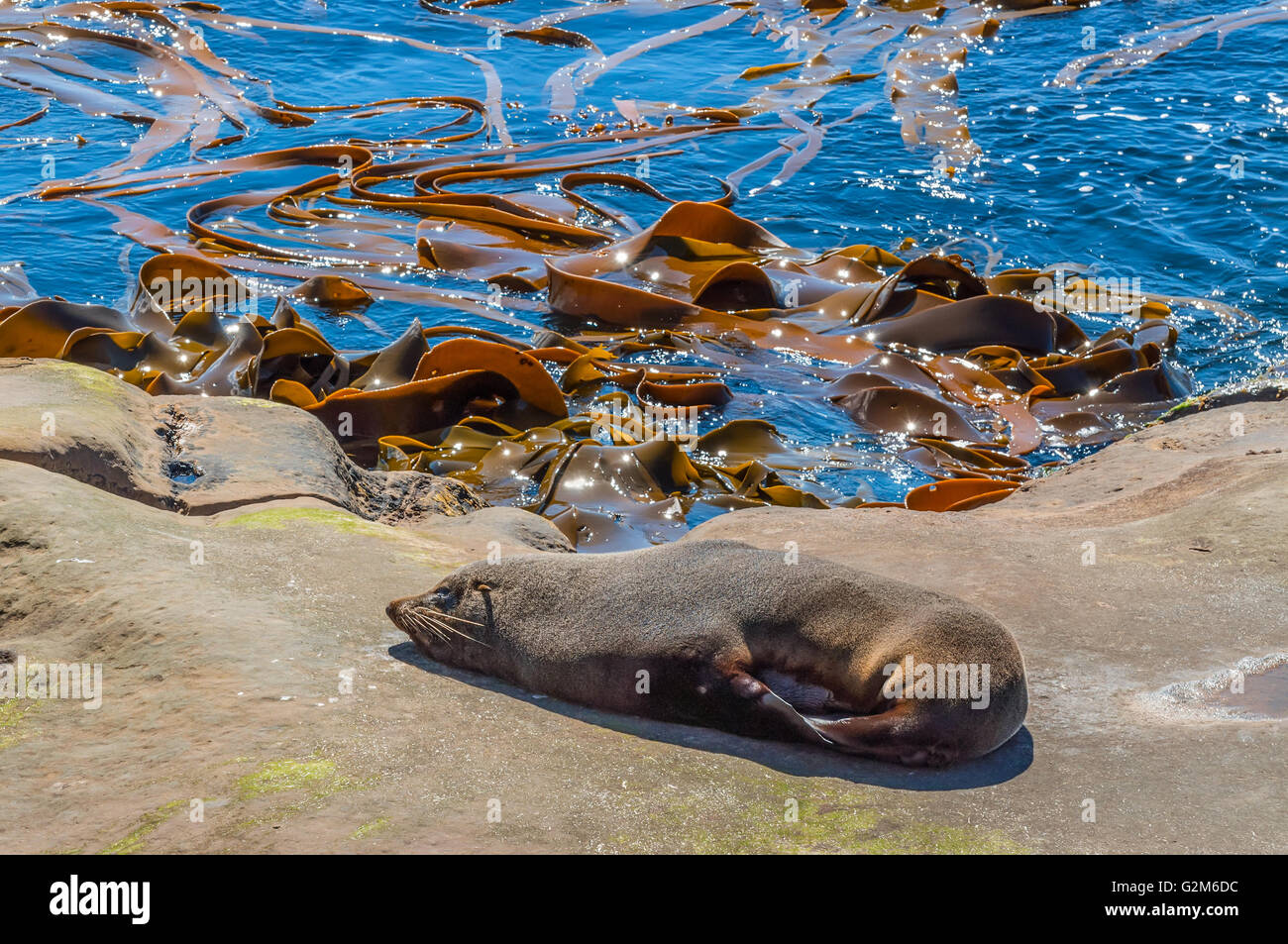 New Zealand fur seal (Arctocephalus Forsteri) at wildlife sanctuary, sunbathing on a rock Stock Photo