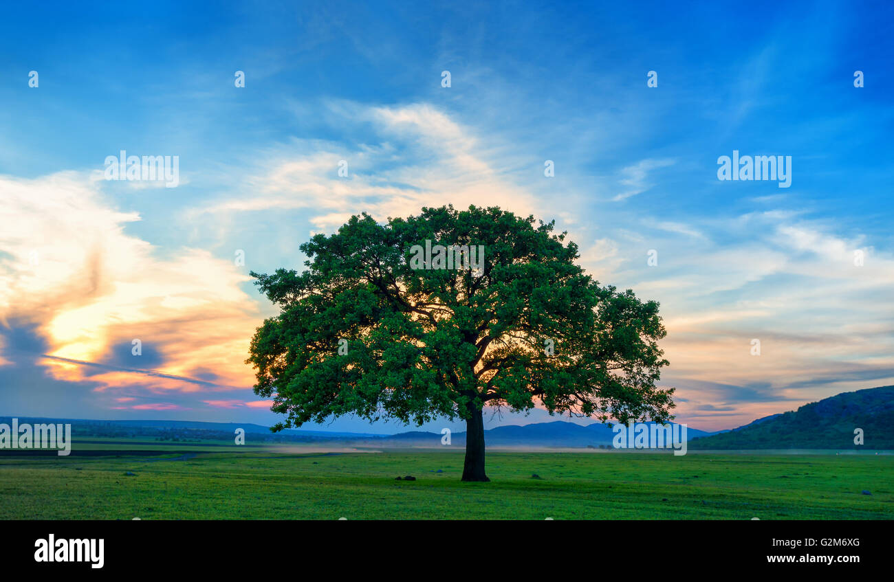 Beautiful and old Oak at the sunset Stock Photo
