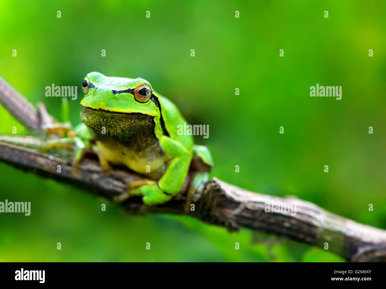 Green frog (Rana ridibunda) Stock Photo