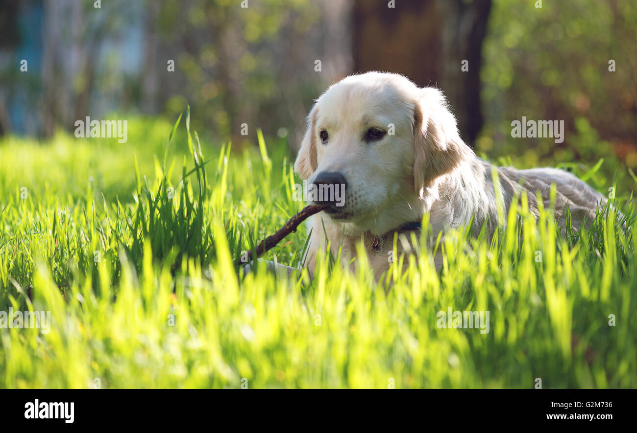Golden Retriever puppy playing with a stick Stock Photo - Alamy