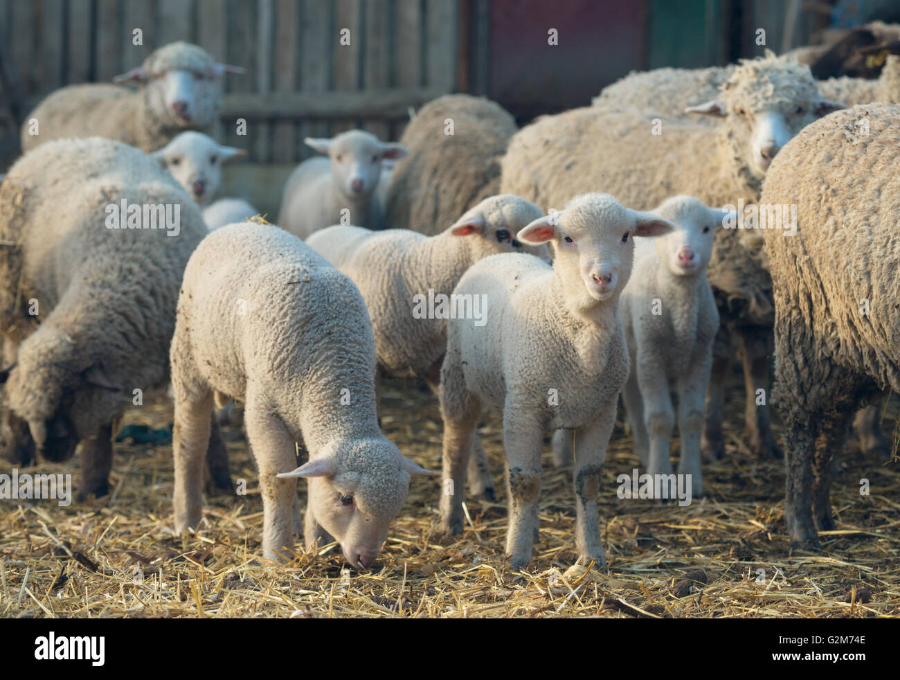 sheep within a mob turn to check out the photographer Stock Photo Alamy