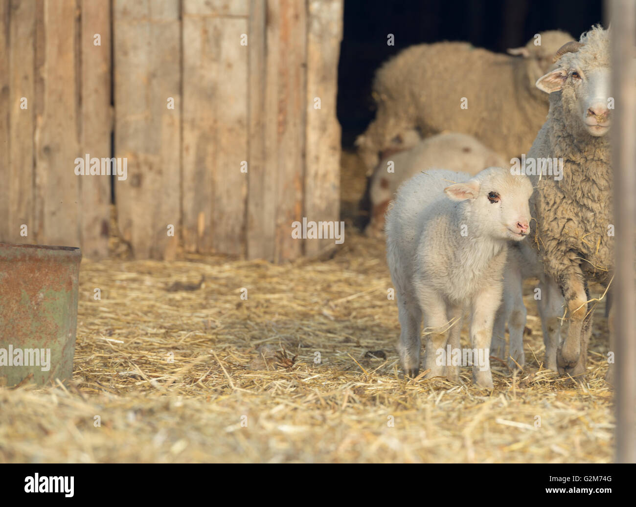 Sheep with young sheep. For mother's day Stock Photo Alamy