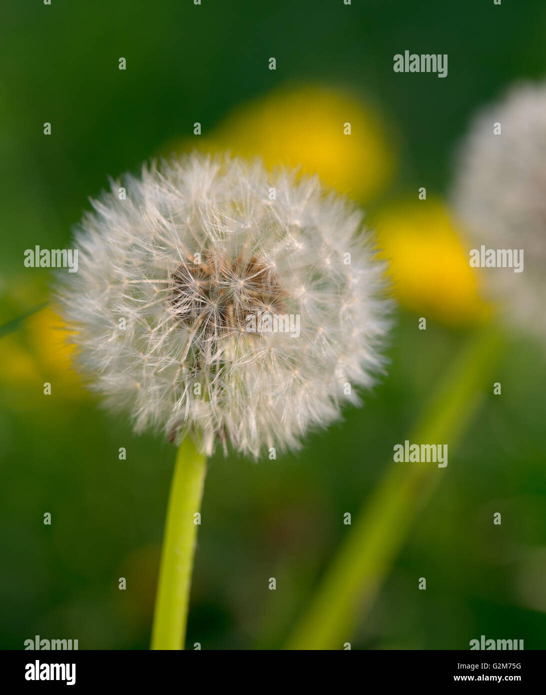 Dandelion spores hi-res stock photography and images - Alamy