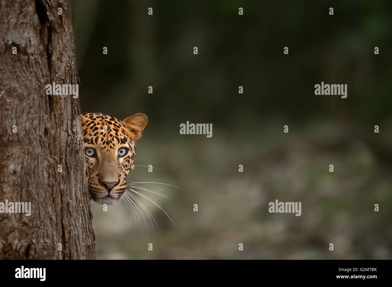 PEEK A BOO !! A composition of a leopard peeping out through a tree ! Stock Photo