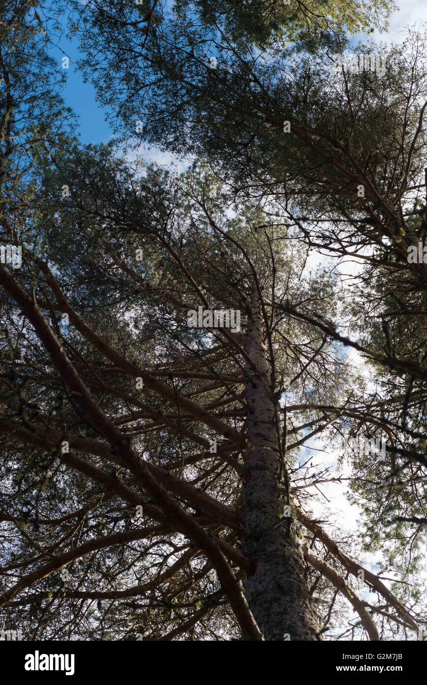 Tall tree in Scottish forest looking up Stock Photo