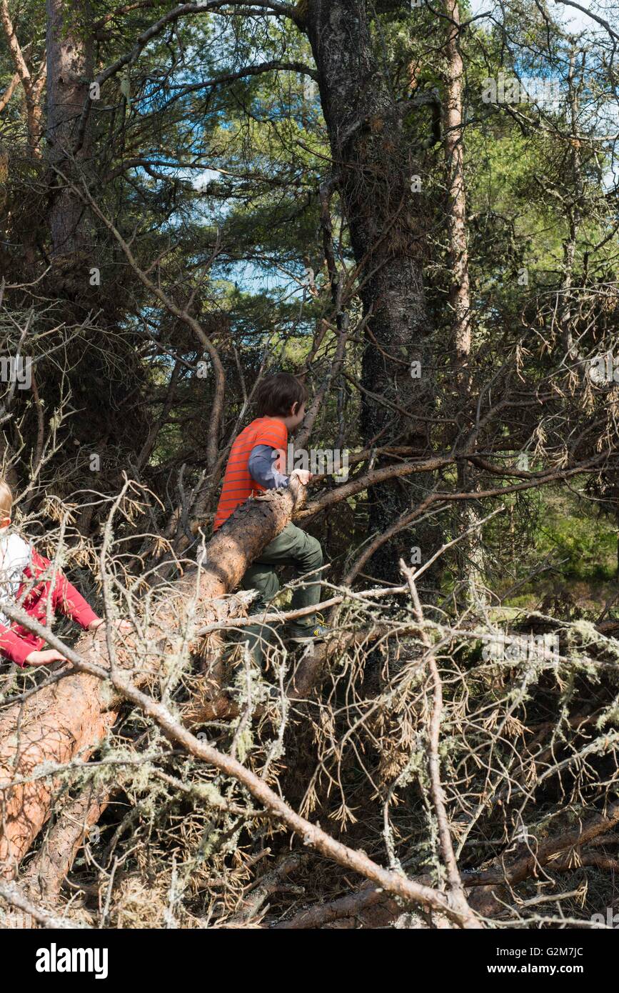 Child climbing over fallen tree in Scottish forest Stock Photo