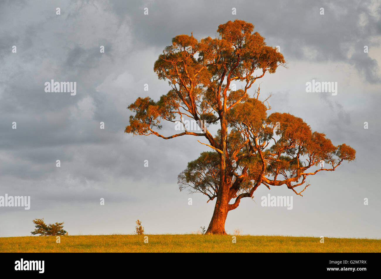 Majestic gum tree in the light of a low standing sun.. Stock Photo