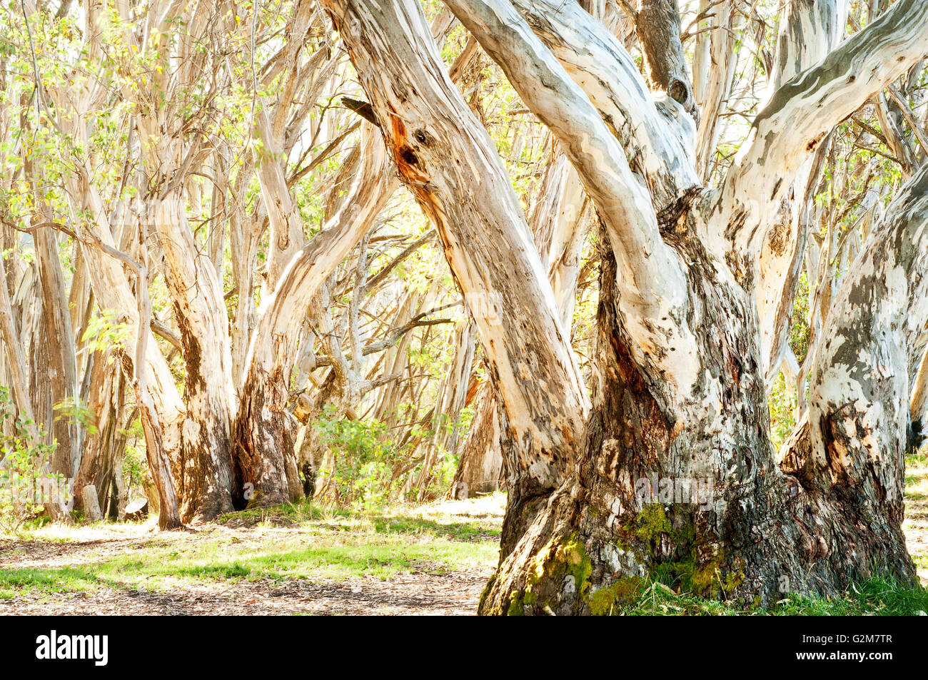 Enchanted mood in a grove of Snow Gums. Stock Photo