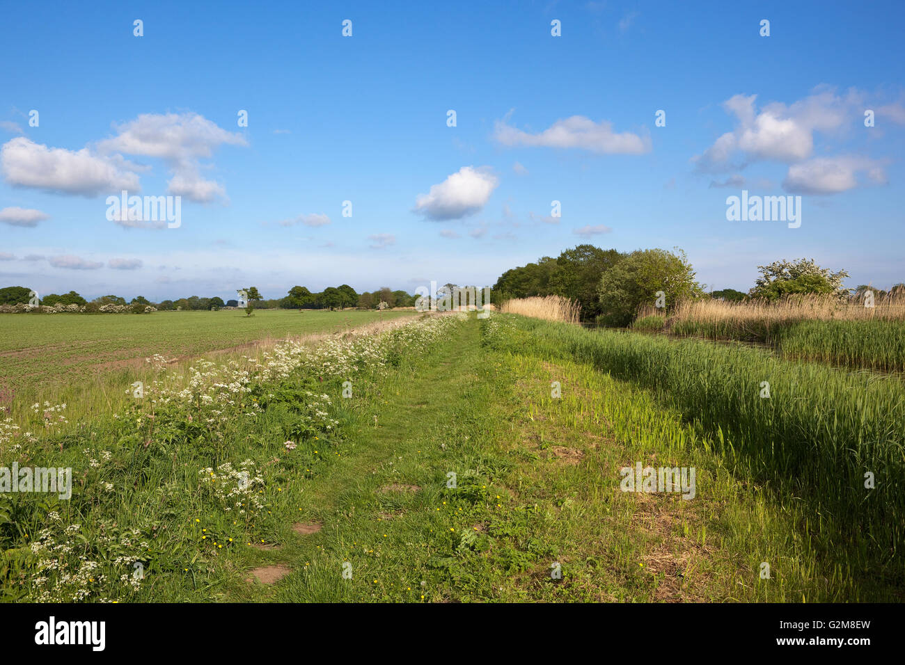 A grassy canal towpath with wildflowers, trees and hawthorn hedgerows beside agricultural land under a blue cloudy sky in May Stock Photo