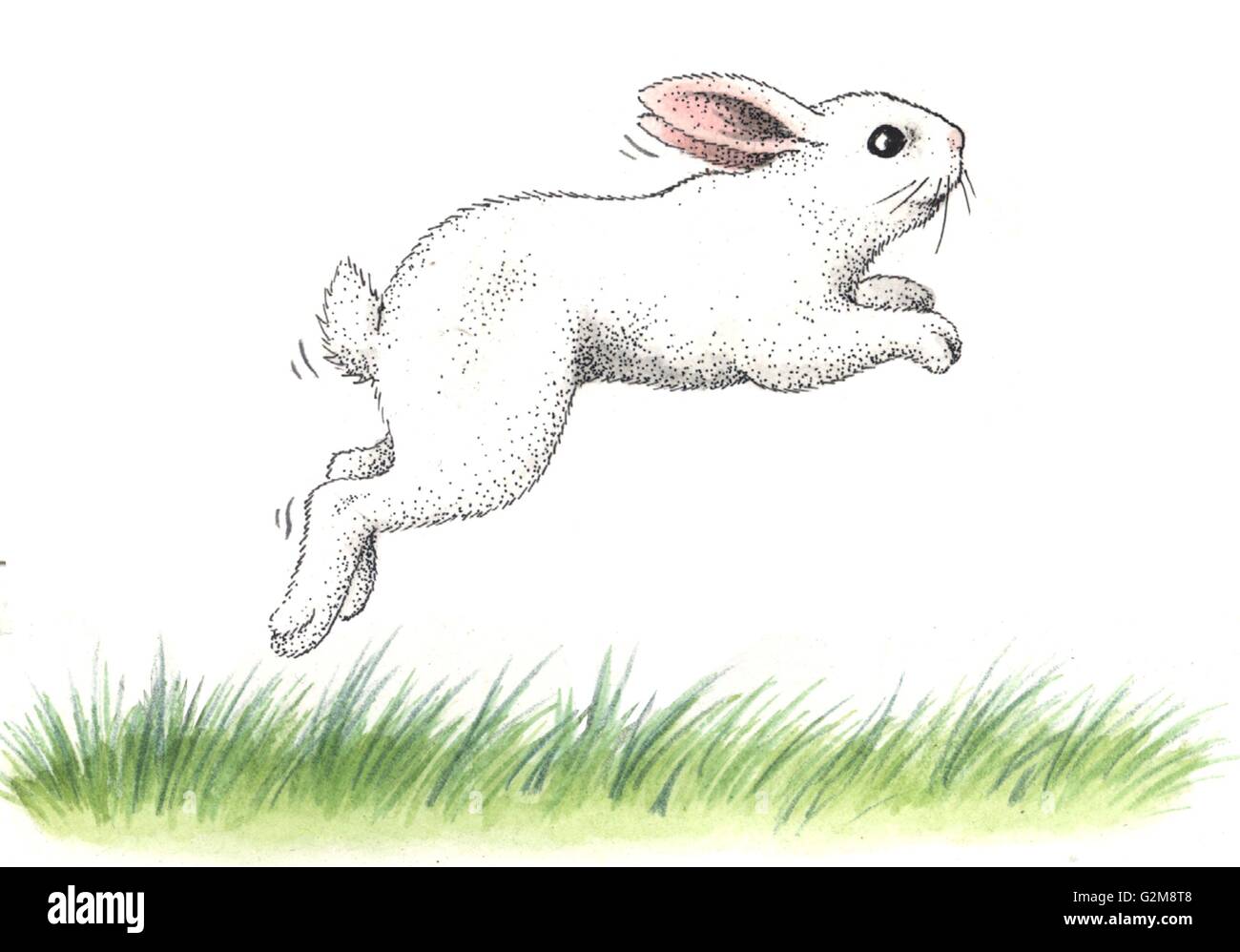 Rabbit jumping on grass hires stock photography and images Alamy