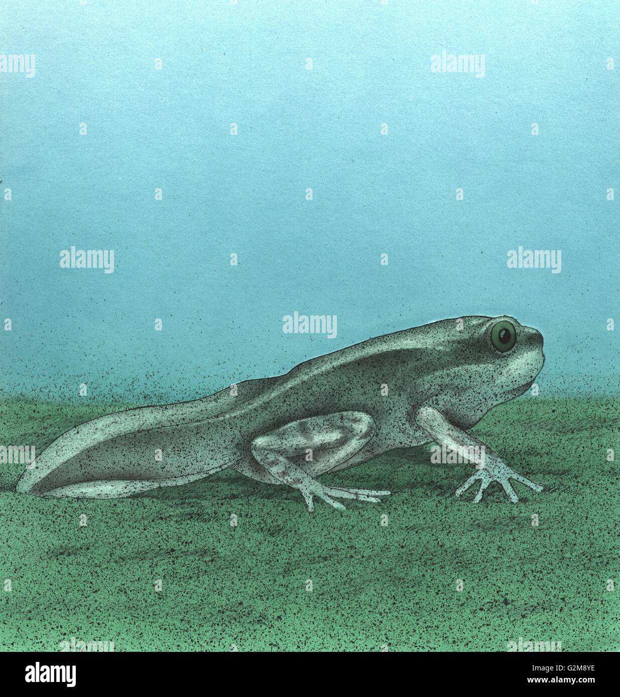 Tadpole at bottom of pond Stock Photo - Alamy
