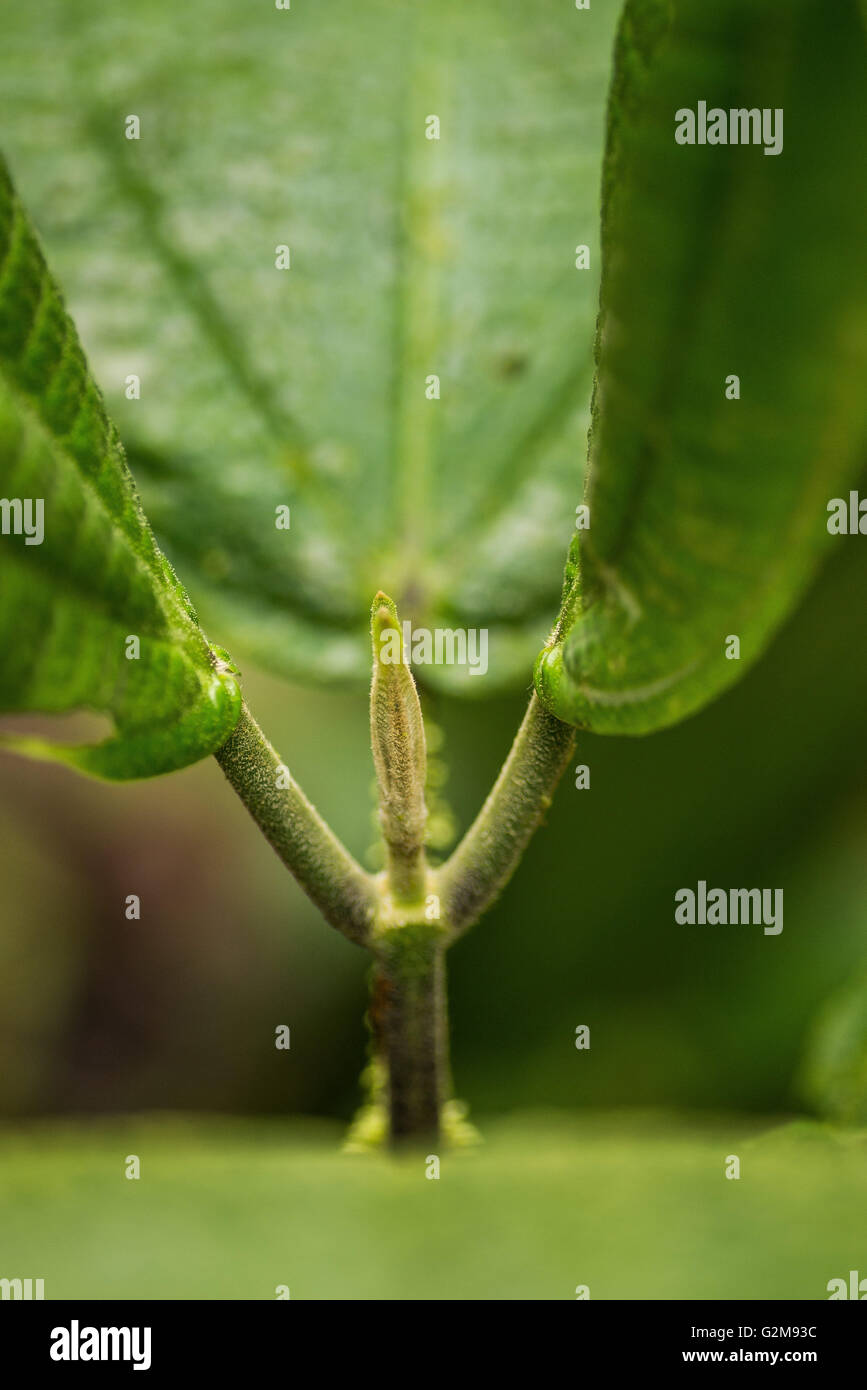 Two leaves form hi-res stock photography and images - Alamy