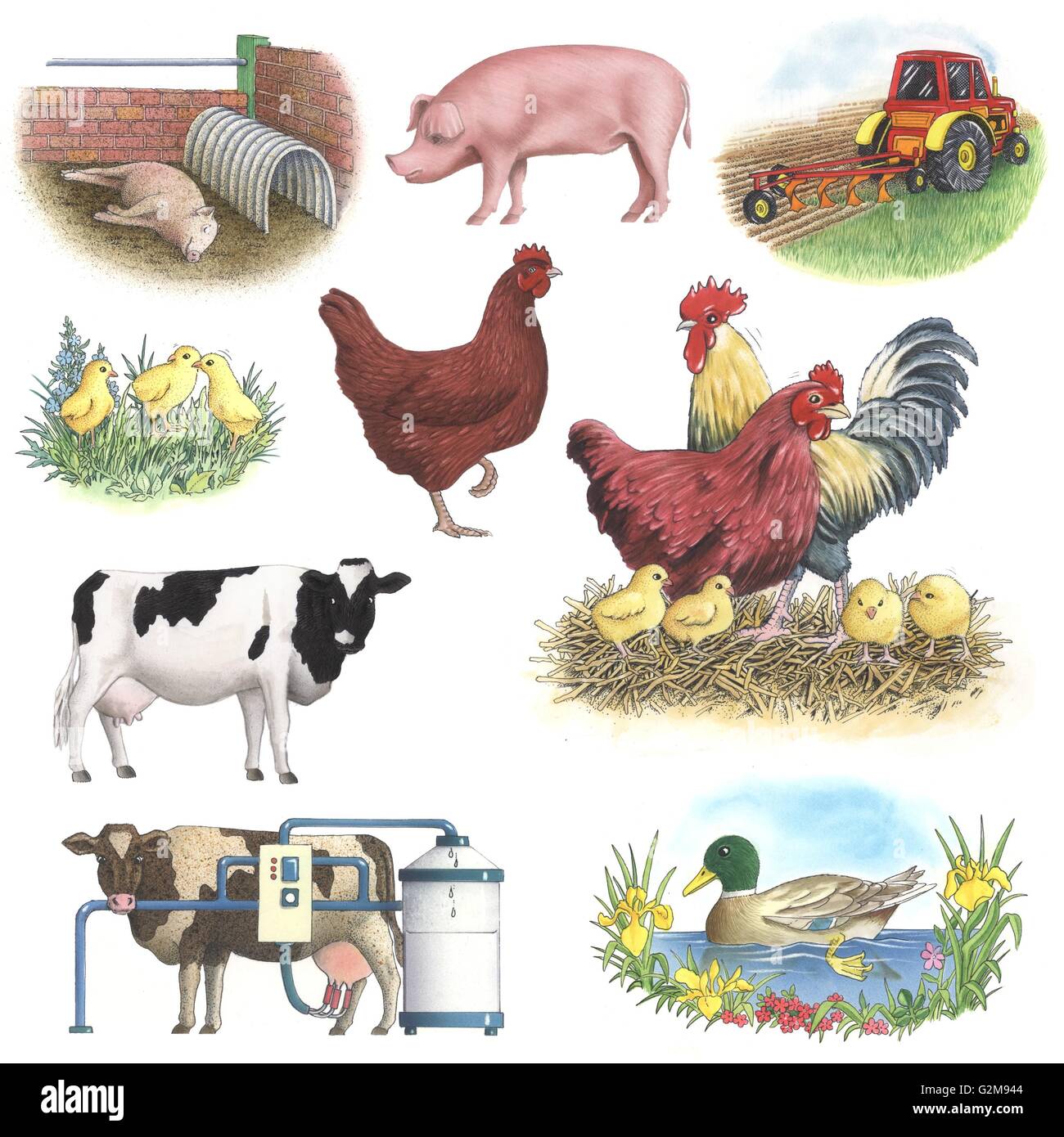 Livestock on white background Stock Photo Alamy