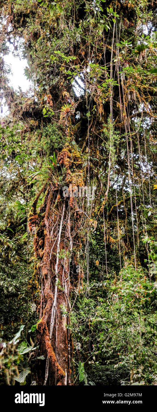 Panoramic view of a tall tree with lianas hanging from the branches Stock Photo