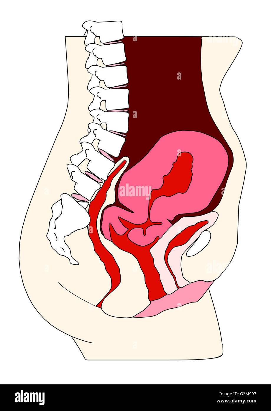 Cross section of uterus Stock Photo