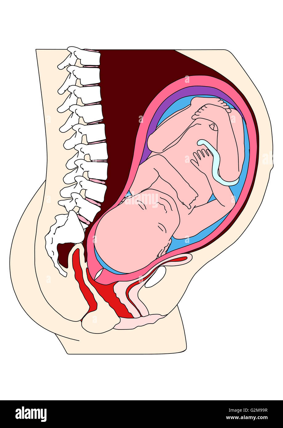 Cross section of womb with foetus Stock Photo