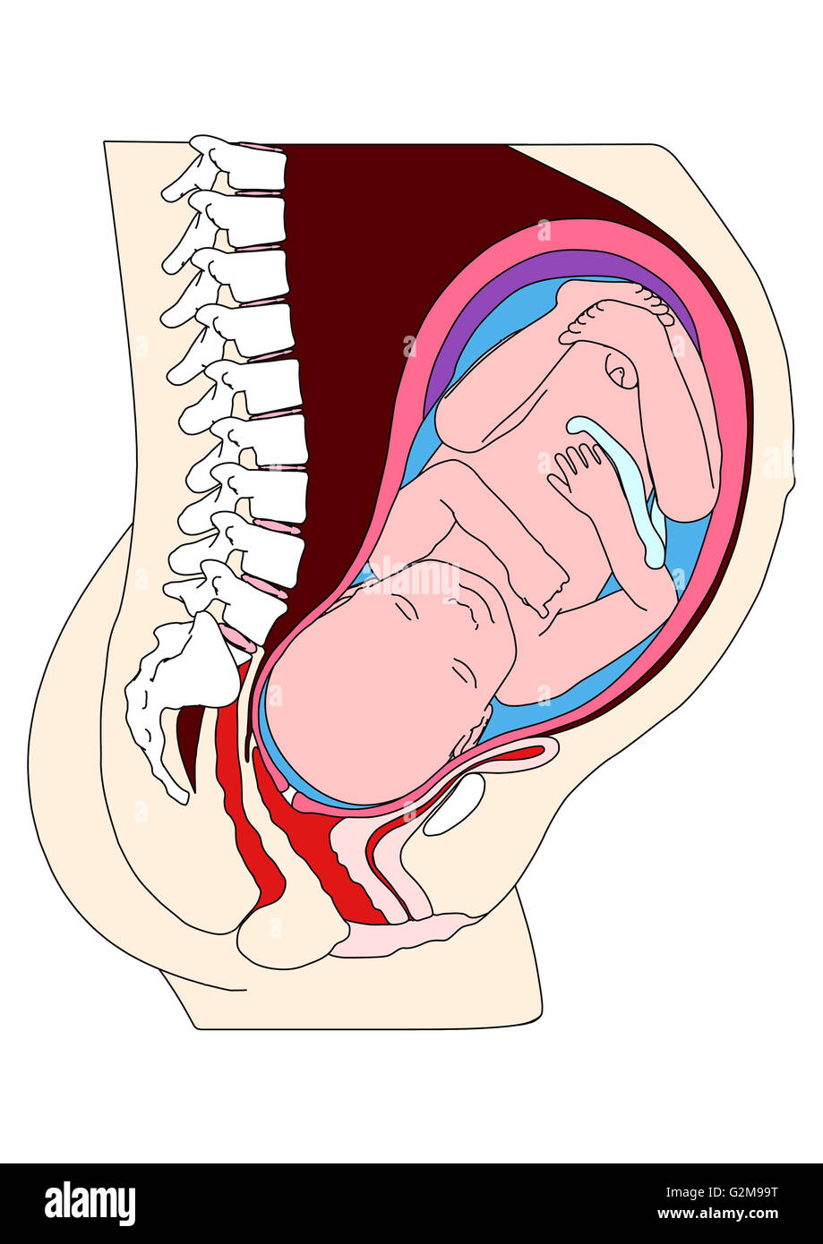 Cross section of womb with foetus Stock Photo