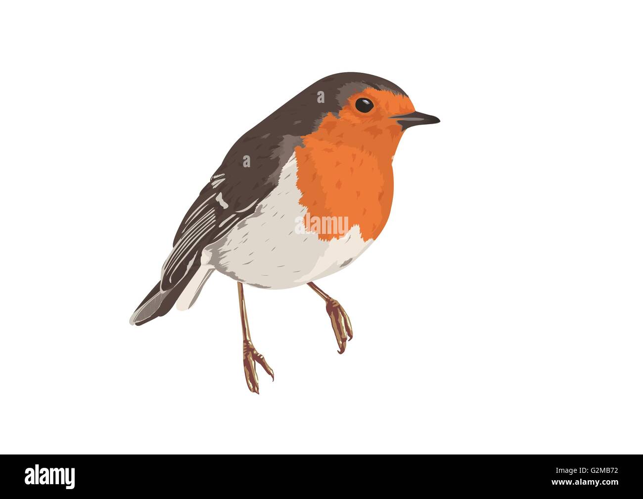 Robin, bird with grey and orange feather, white background Stock Photo