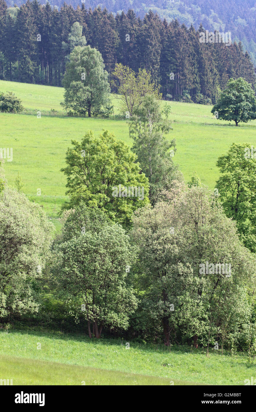 Landscape - meadows and forests Stock Photo