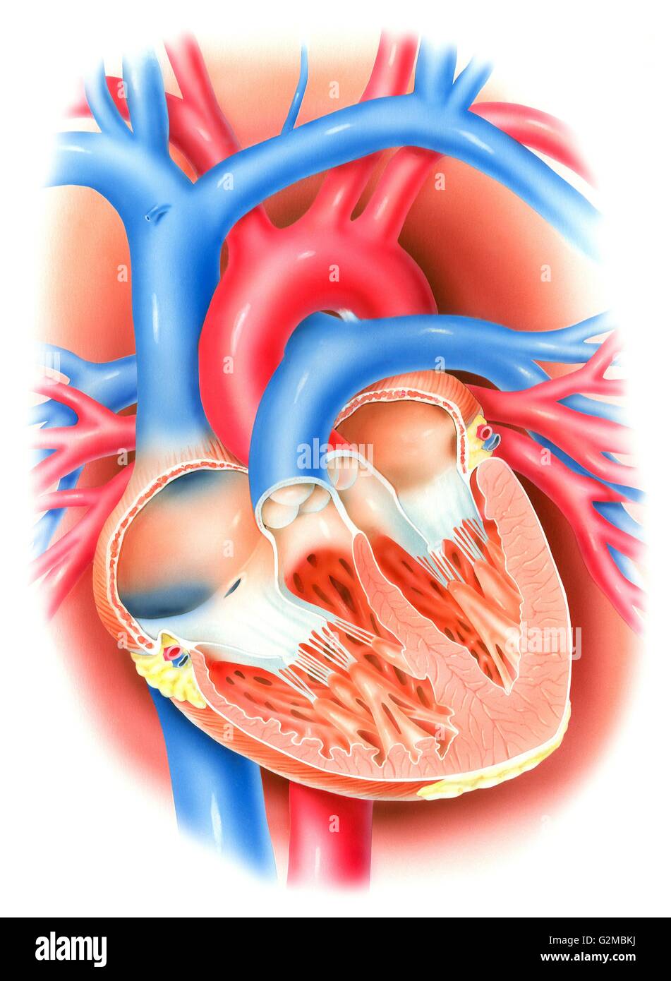 Heart Valve Diagram Unlabeled