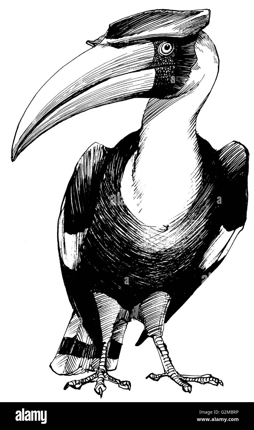 Easy Hornbill Coloring Page - ColoringAll