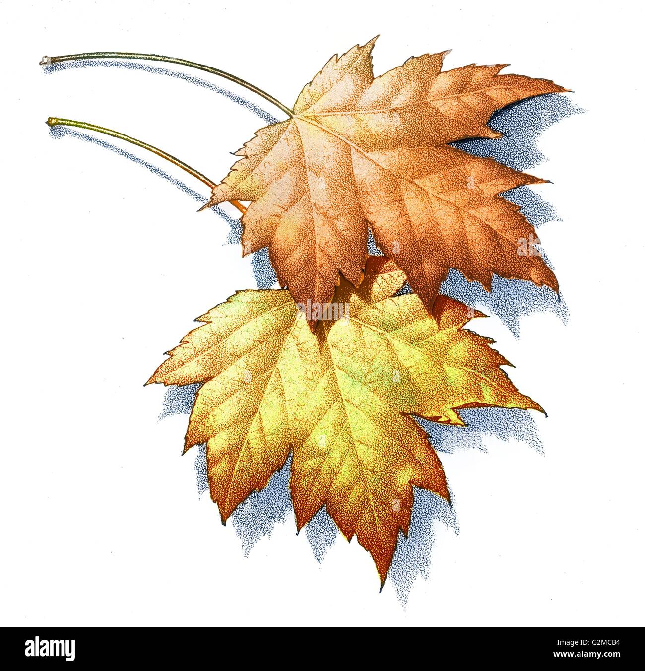 Two autumnal leaves on white Stock Photo