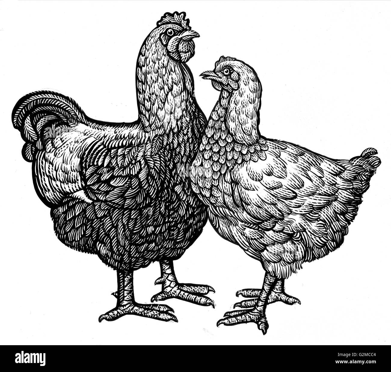 urn clipart black and white hen