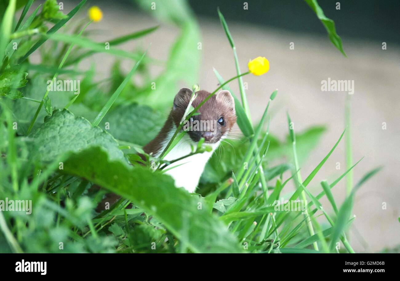 A Stoat peeping out through the grass Stock Photo