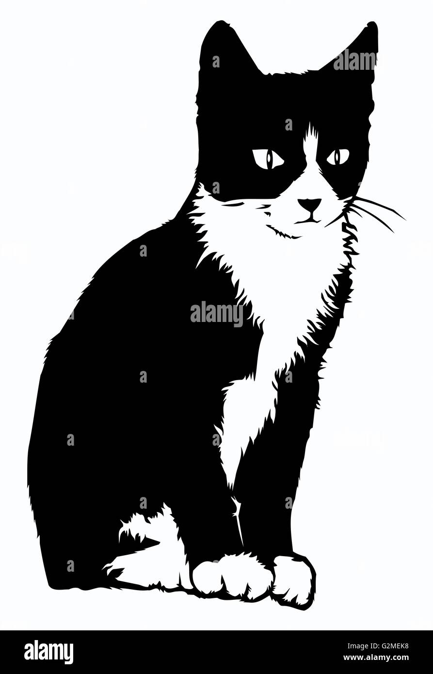 Black and white cat sitting Stock Photo Alamy