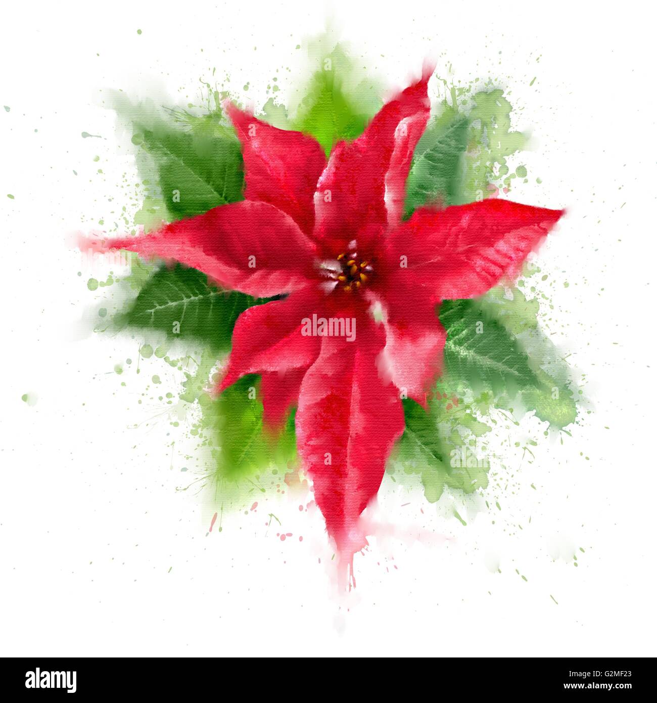 Close-up view of poinsettia Stock Photo